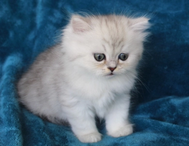 Pixal Persian