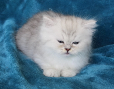 Pixal Persian