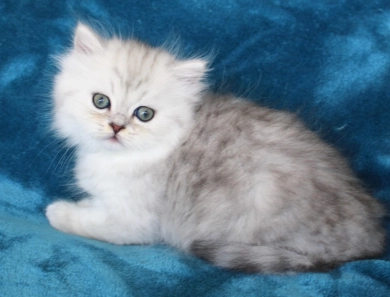 Pixal Persian