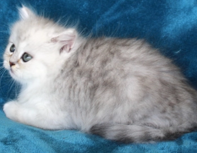 Pixal Persian