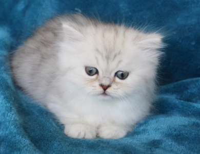 Pixal Persian