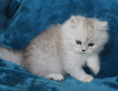 Opal Persian