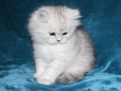 Opal Persian