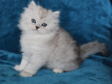 Opal Persian