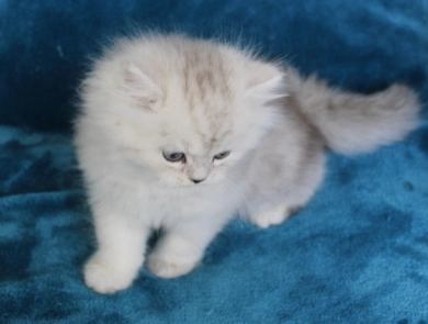 Opal Persian