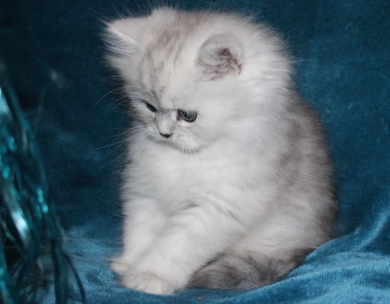 Opal Persian