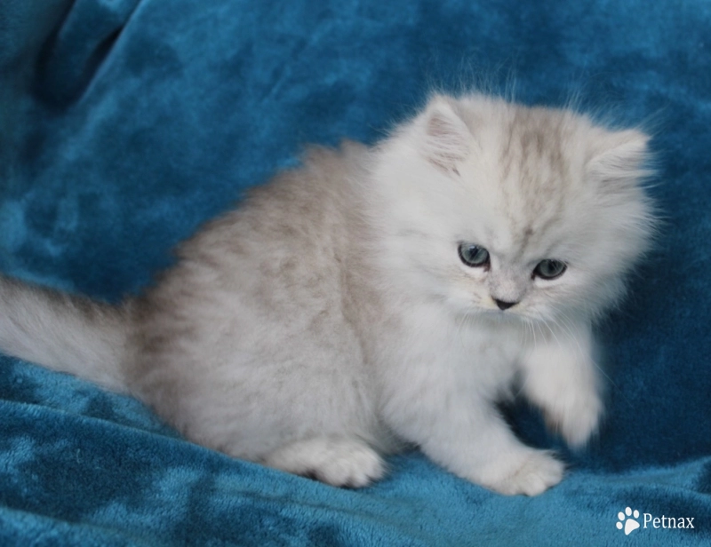 Opal Persian