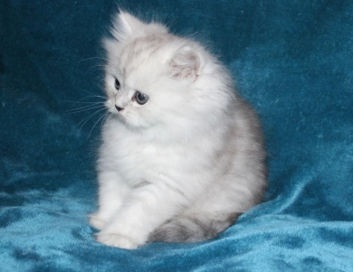 Opal Persian