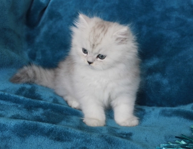 Opal Persian