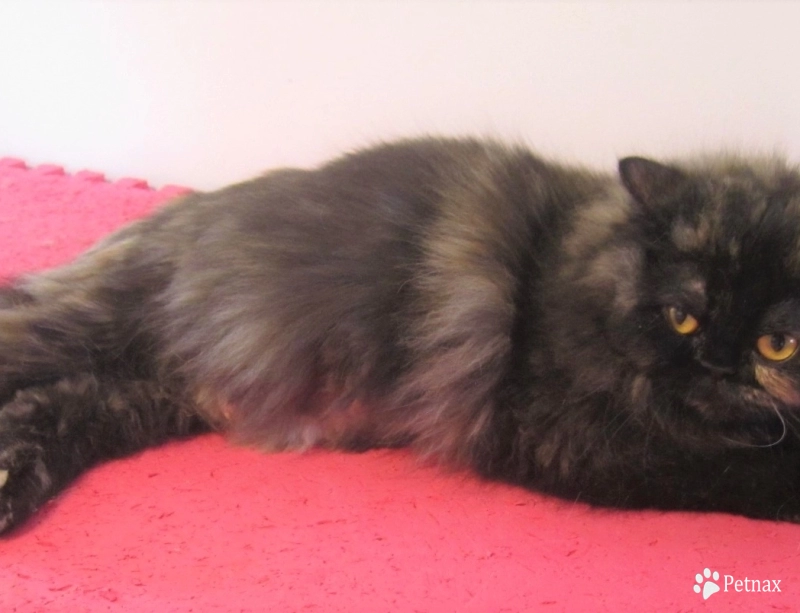 Amber Persian