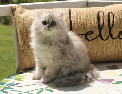 Celeste Persian