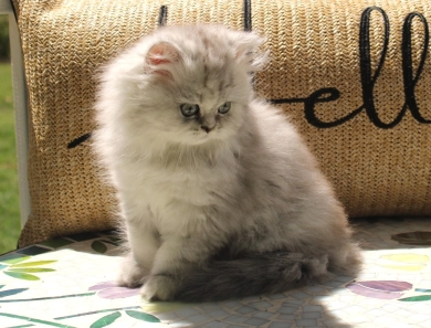 Celeste Persian