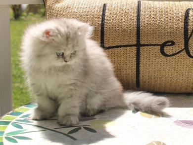 Celeste Persian