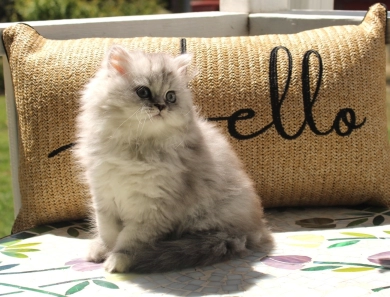 Celeste Persian