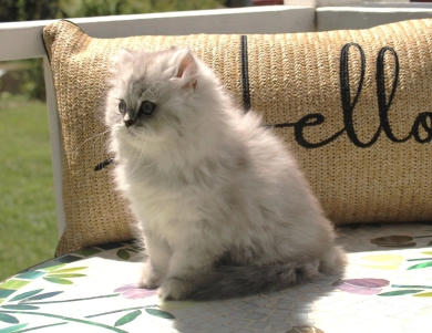 Celeste Persian