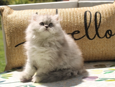 Celeste Persian