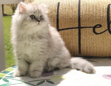 Celeste Persian
