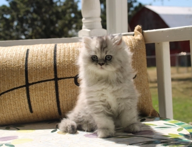 Celeste Persian