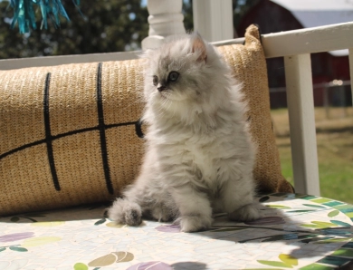 Celeste Persian