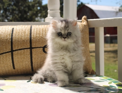 Celeste Persian
