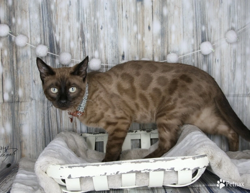 Indy Bengal