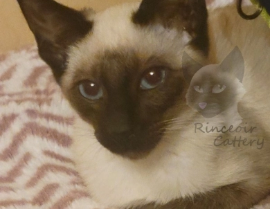 Maire Siamese