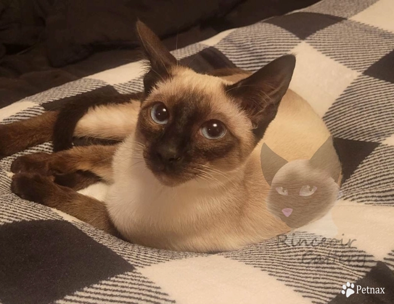 Maire Maire Siamese