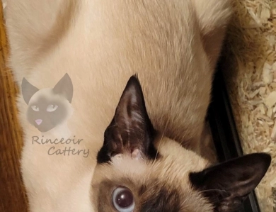 Maire Siamese