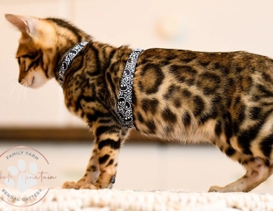 Noah Bengal