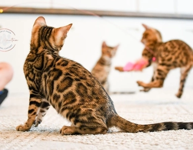 Noah Bengal
