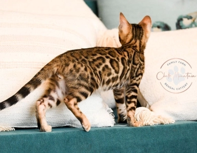 Noah Bengal
