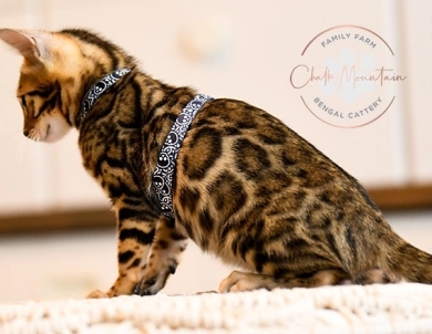 Noah Bengal