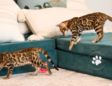Noah Bengal