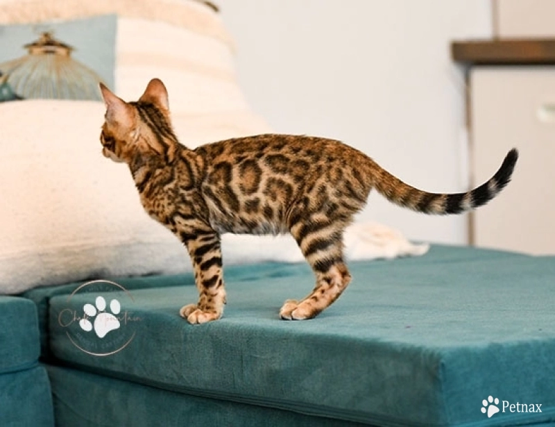 Noah Bengal