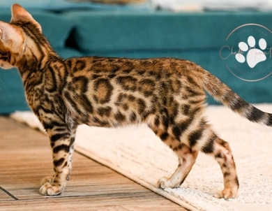 Noah Bengal