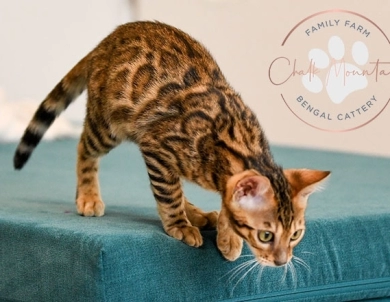 Noah Bengal