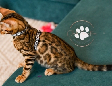 Noah Bengal