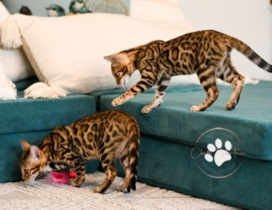 Noah Bengal