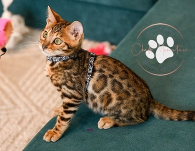 Noah Bengal