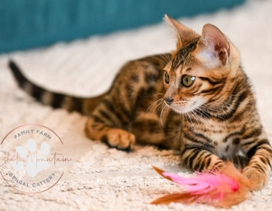 Noah Bengal