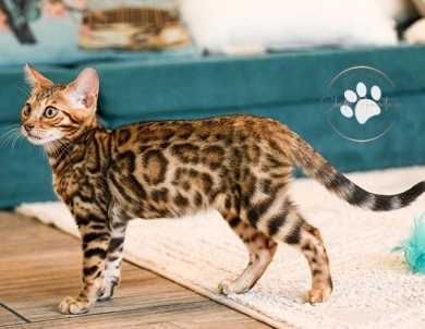 Noah Bengal