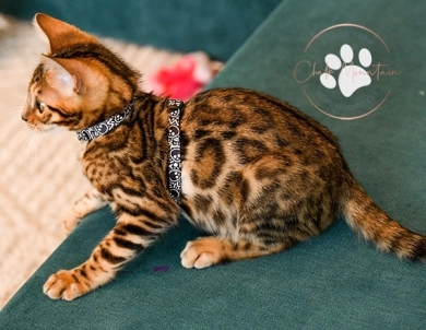 Noah Bengal