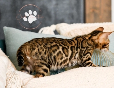 Noah Bengal