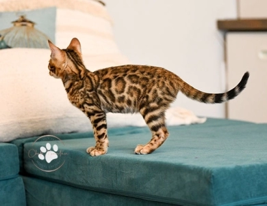 Noah Bengal