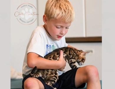 Theo Bengal