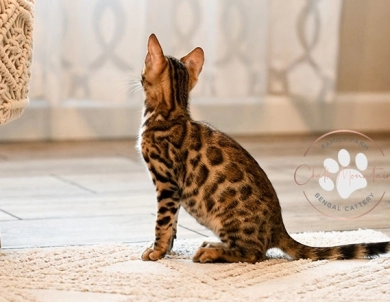 Theo Bengal