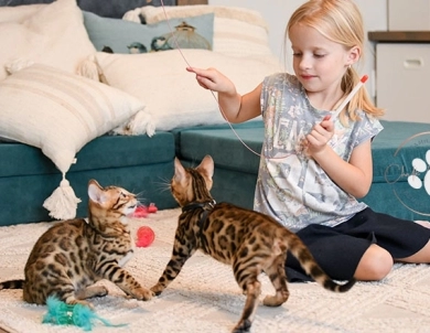 Theo Bengal