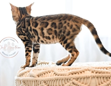 Theo Bengal