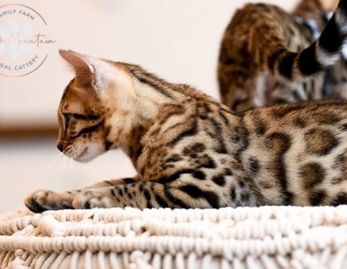 Theo Bengal