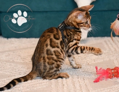 Theo Bengal